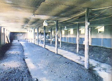 
The red worm beds at Charles McCutcheon's facility produce about 6,000 obs of "red wrigglers." Worms played a big part in his integrated agriculture system by turning manure and grain residue into fertilizer.
